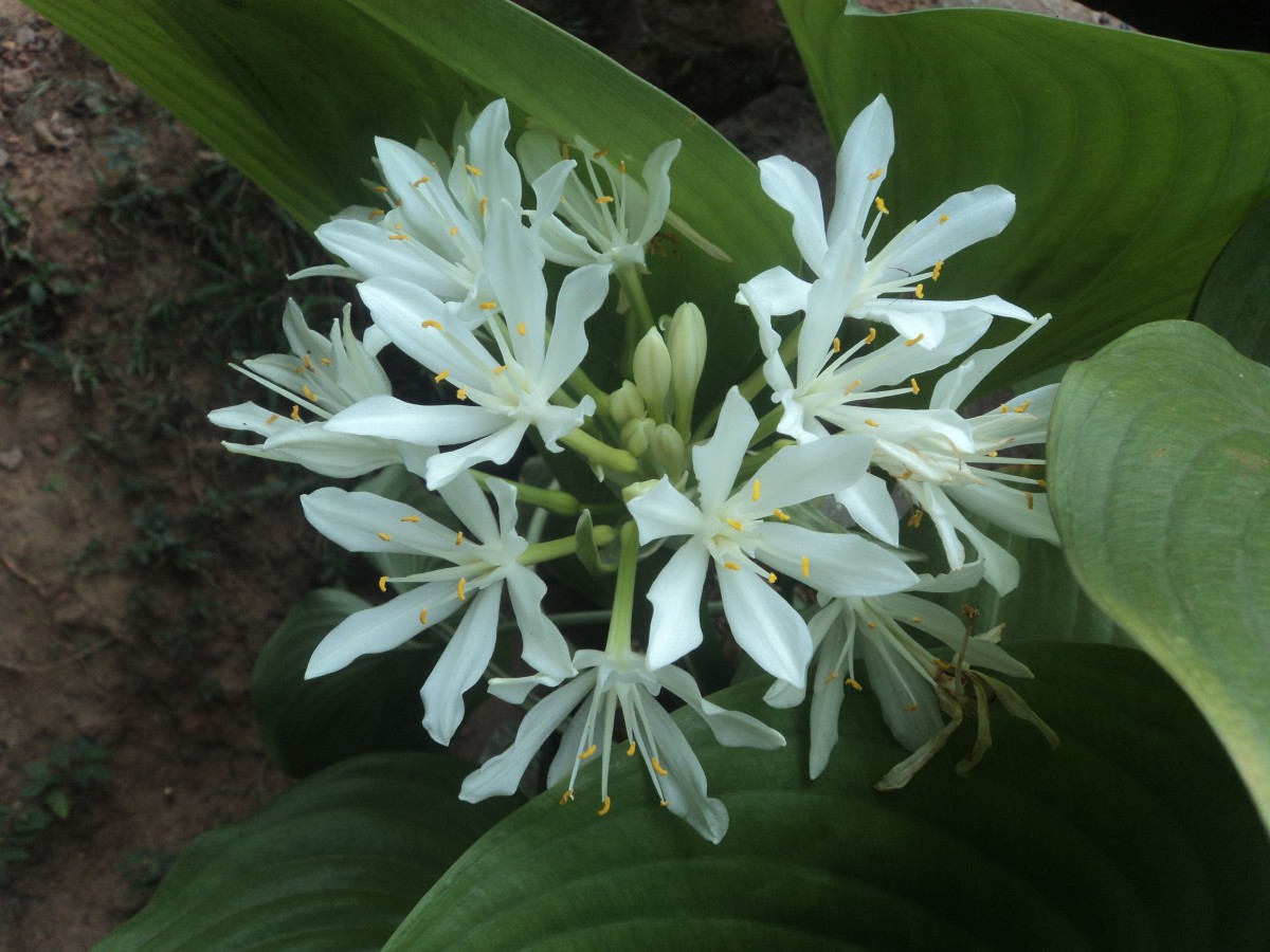 Proiphys amboinensis (L.) Herb.